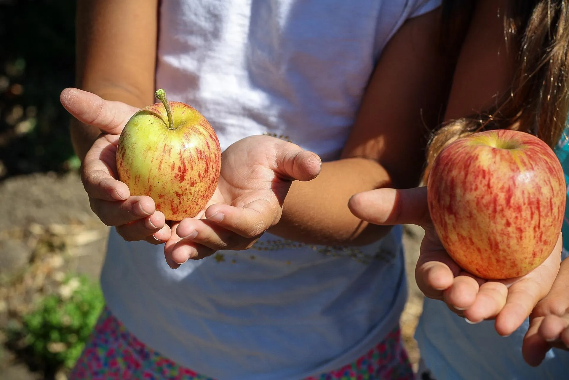 Family picking apples together in an orchard